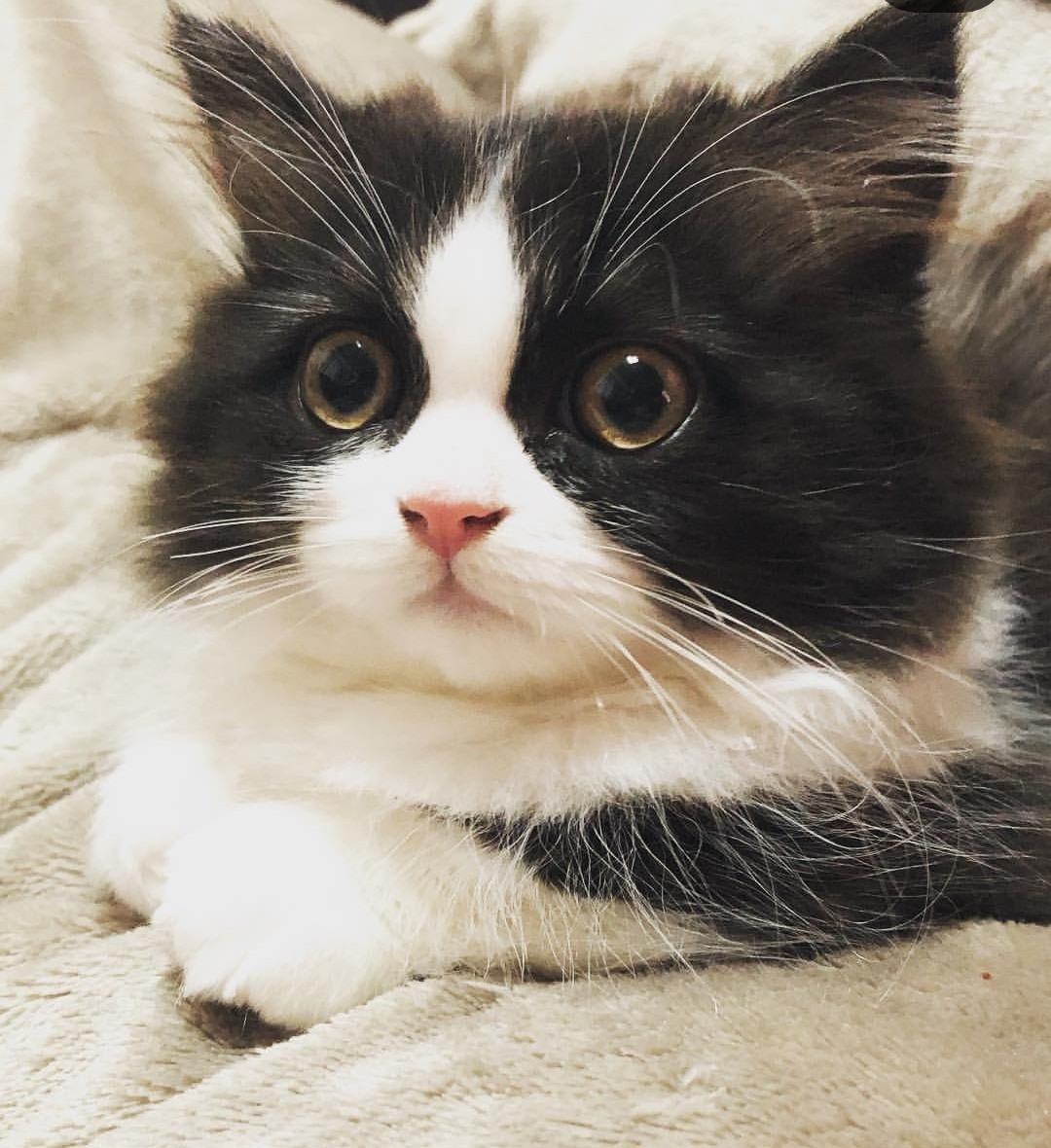 ミヌエット テテ 鼻くそ ミヌエット テテの成長日記