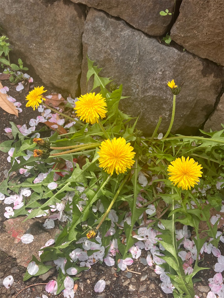 f:id:teto_7:20260407080942j:image f:id:teto_7:20260407080942j:image