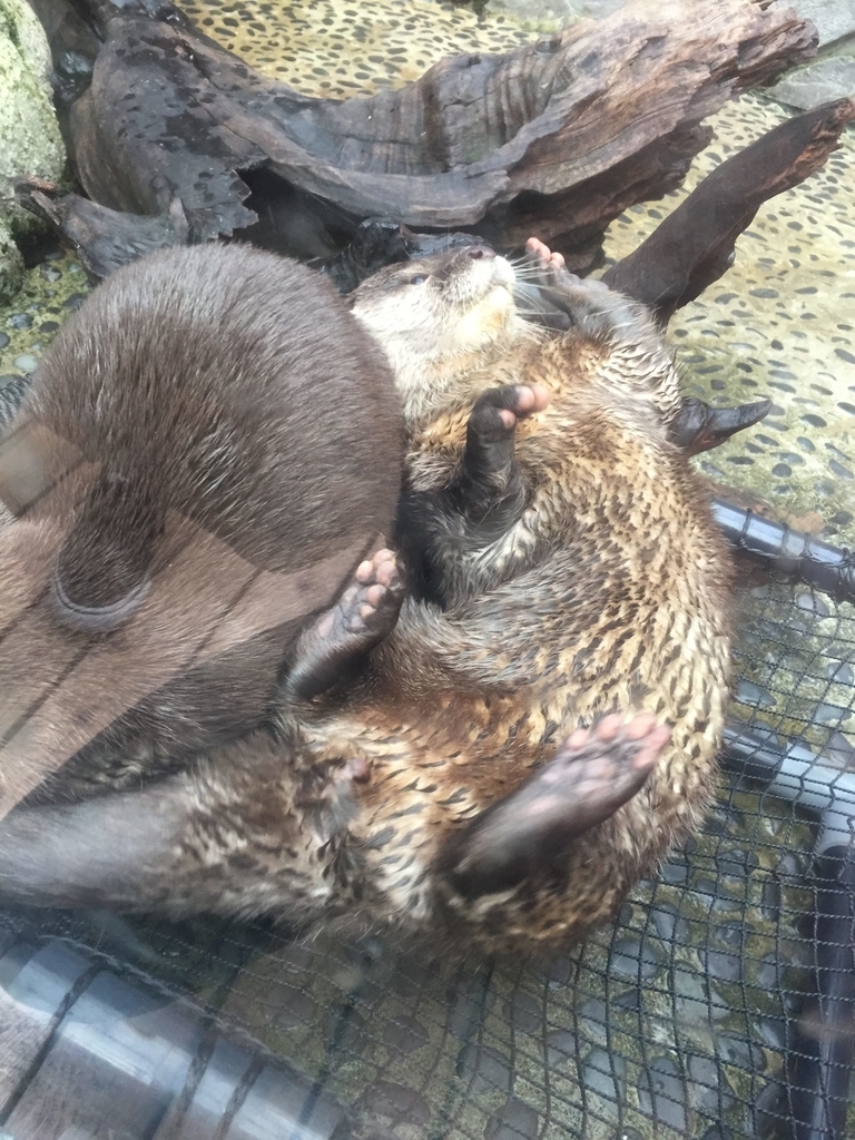 f:id:tetragon64:20181201002137j:plain f:id:tetragon64:20181201002137j:plain