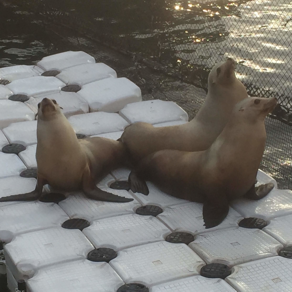 f:id:tetragon64:20181201002437j:plain f:id:tetragon64:20181201002437j:plain