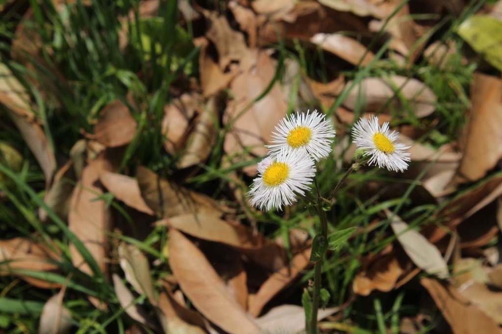 f:id:tetragon64:20181201223658j:plain