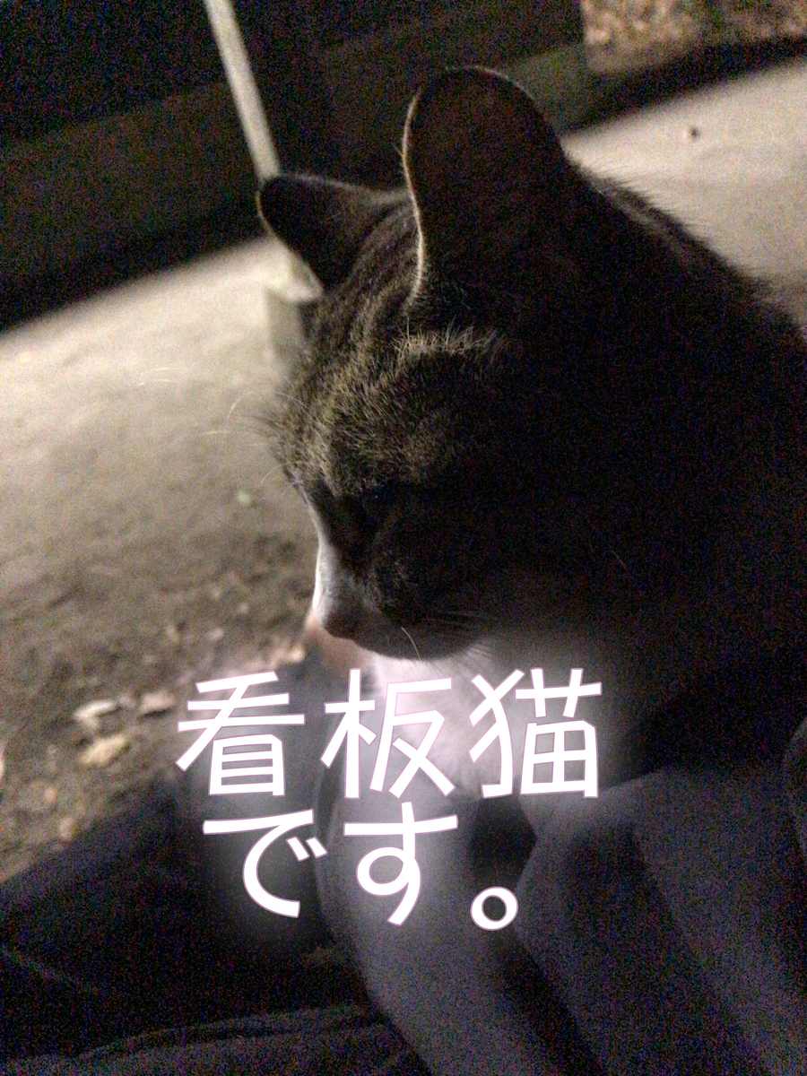大洗に聖地巡礼キャンプしに行ったら猫が可愛かった テトたちのにっきちょう