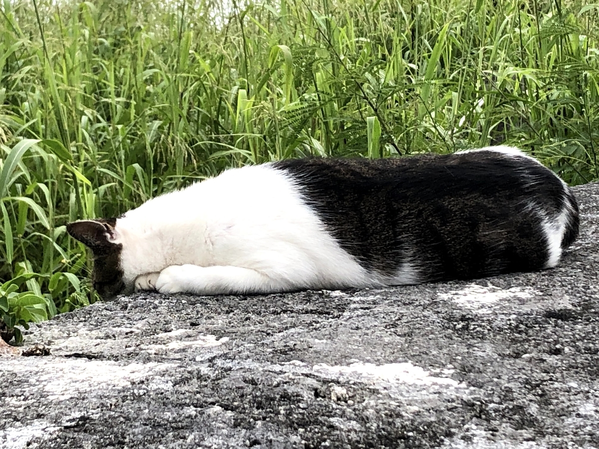 f:id:tetragon64:20201009170144j:plain