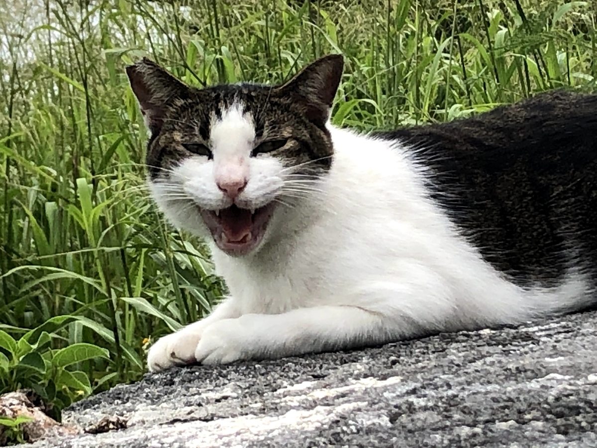 f:id:tetragon64:20201009170221j:plain