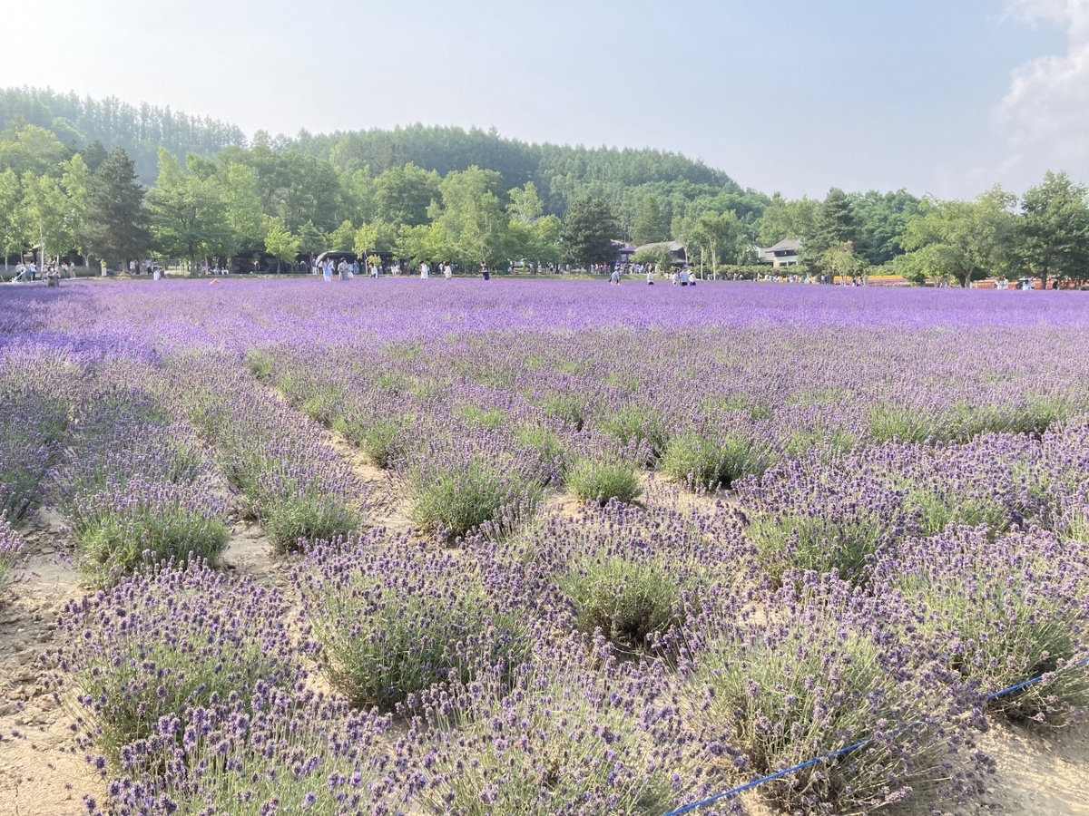 f:id:tetragon64:20210725155701j:plain