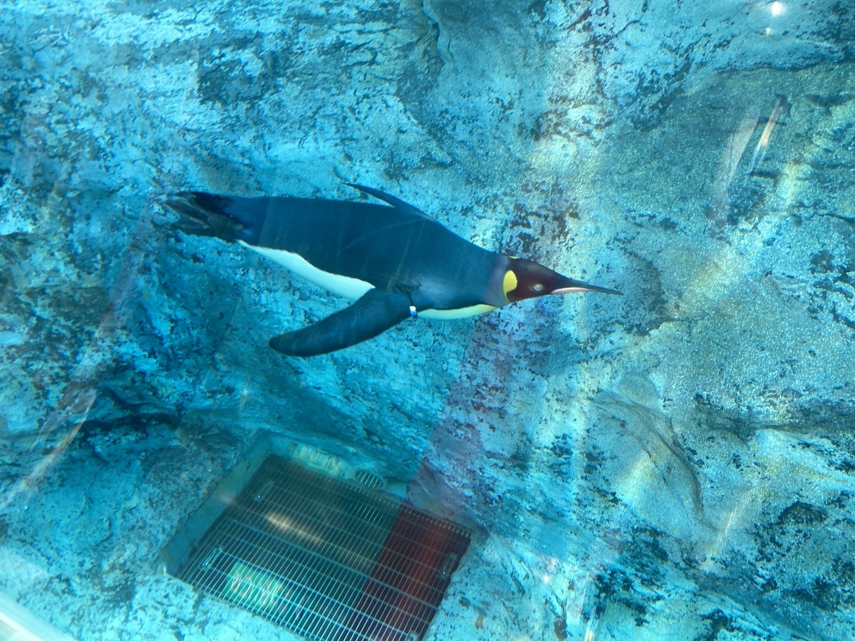 f:id:tetragon64:20210725192733j:plain