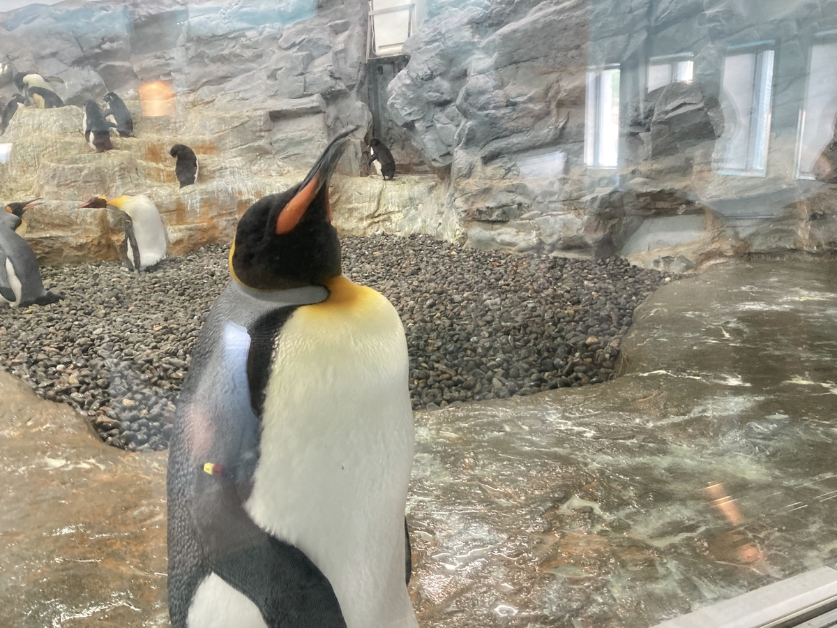 f:id:tetragon64:20210725192844j:plain