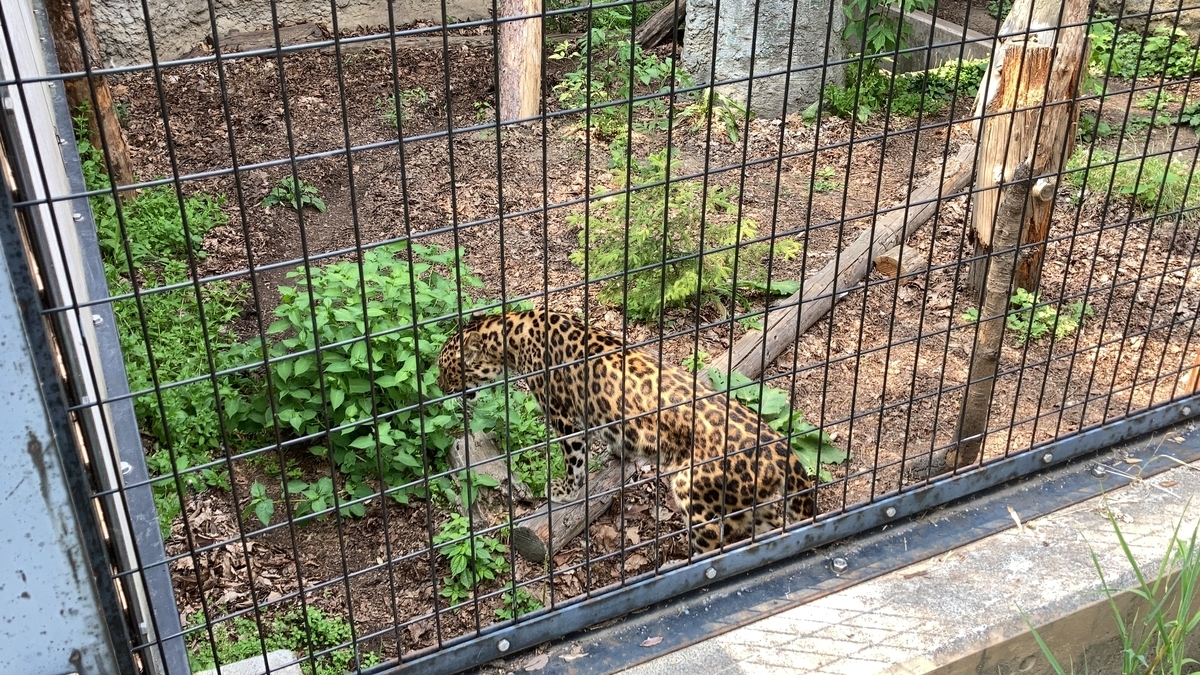 f:id:tetragon64:20210725194635j:plain