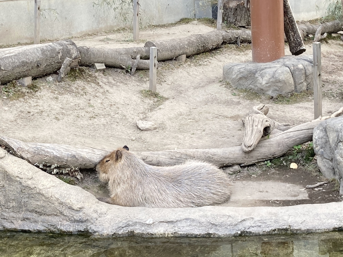 f:id:tetragon64:20210725202000j:plain