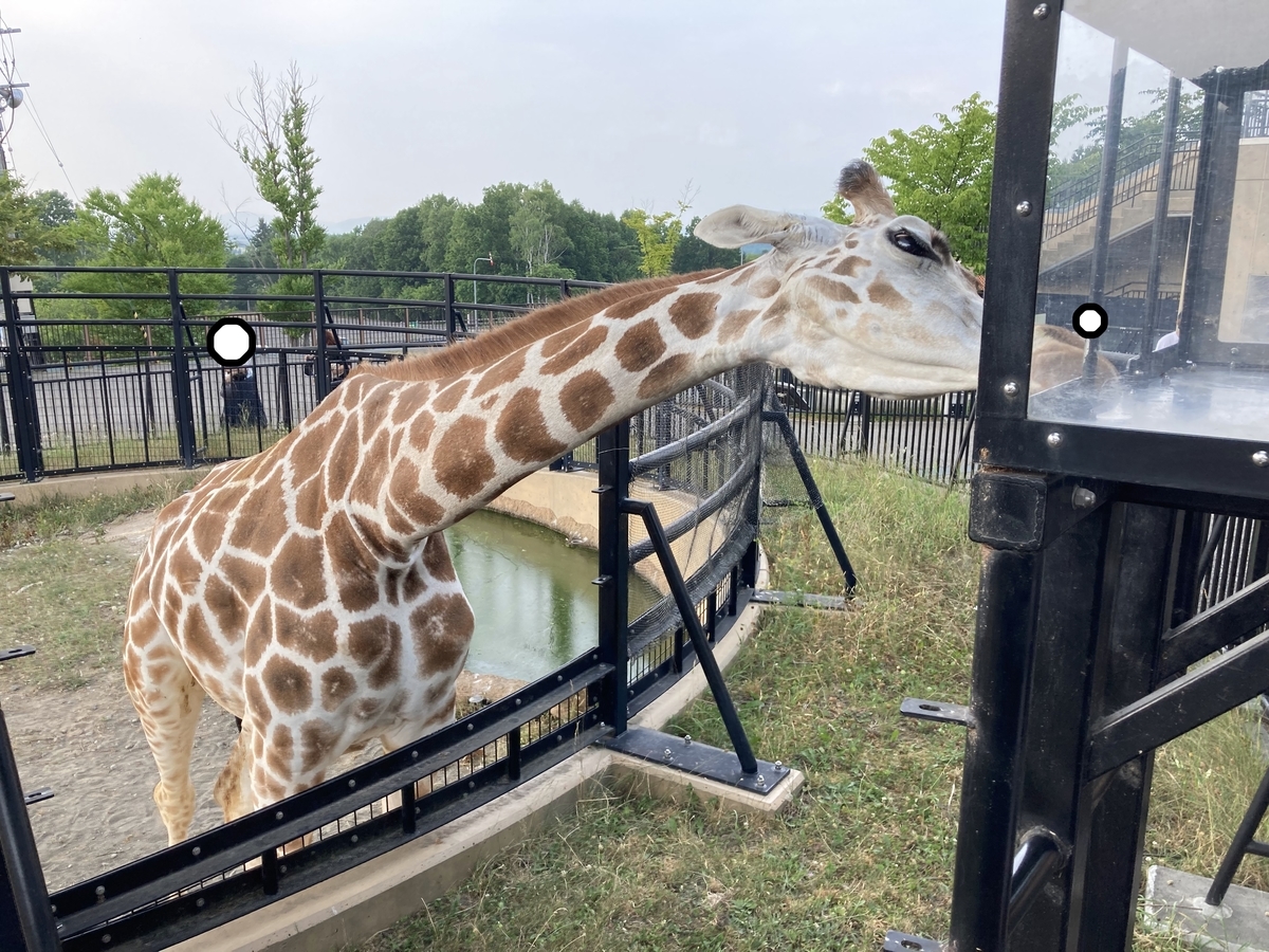 f:id:tetragon64:20210725203035j:plain