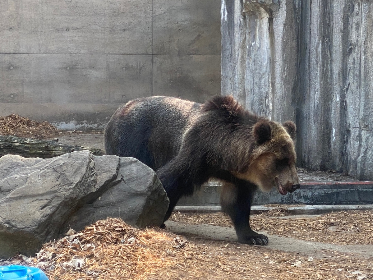 f:id:tetragon64:20210729182551j:plain