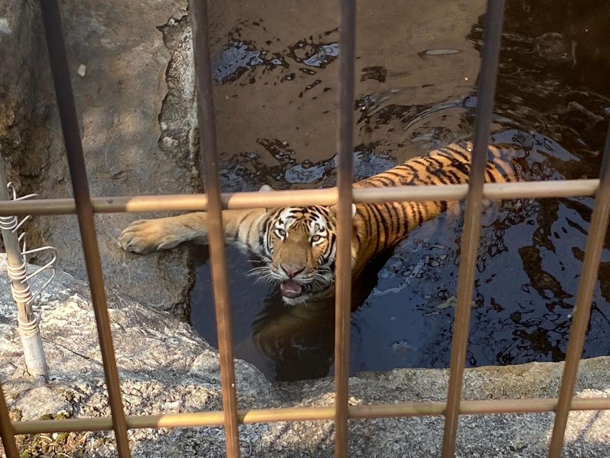 f:id:tetragon64:20210729182633j:plain