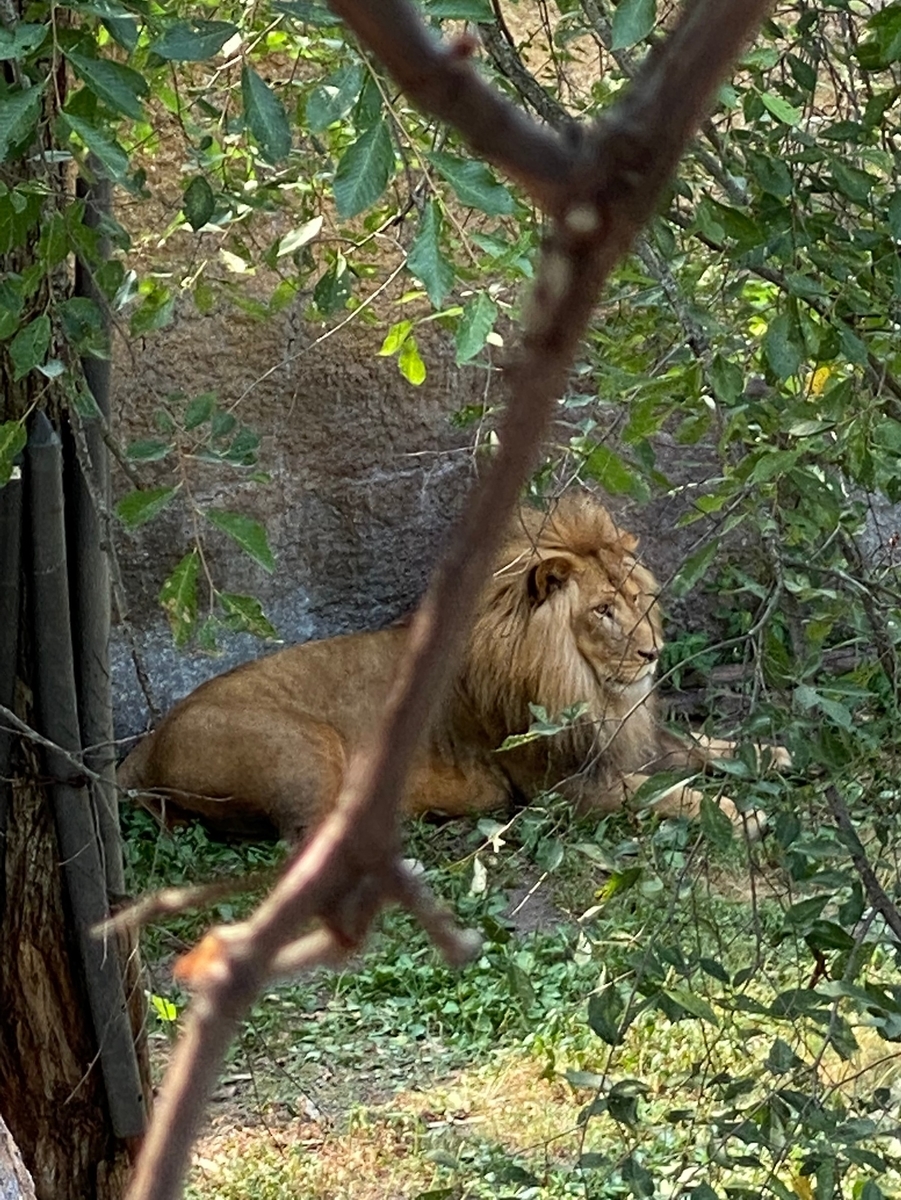 f:id:tetragon64:20210729183123j:plain