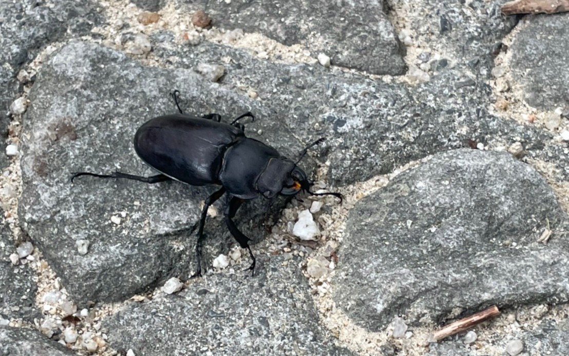 f:id:tetragon64:20210814111525j:plain