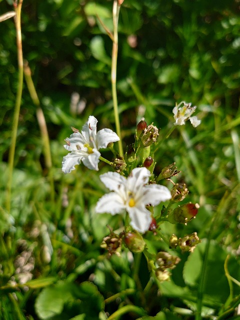 f:id:tetsu-blue:20220304022119j:image