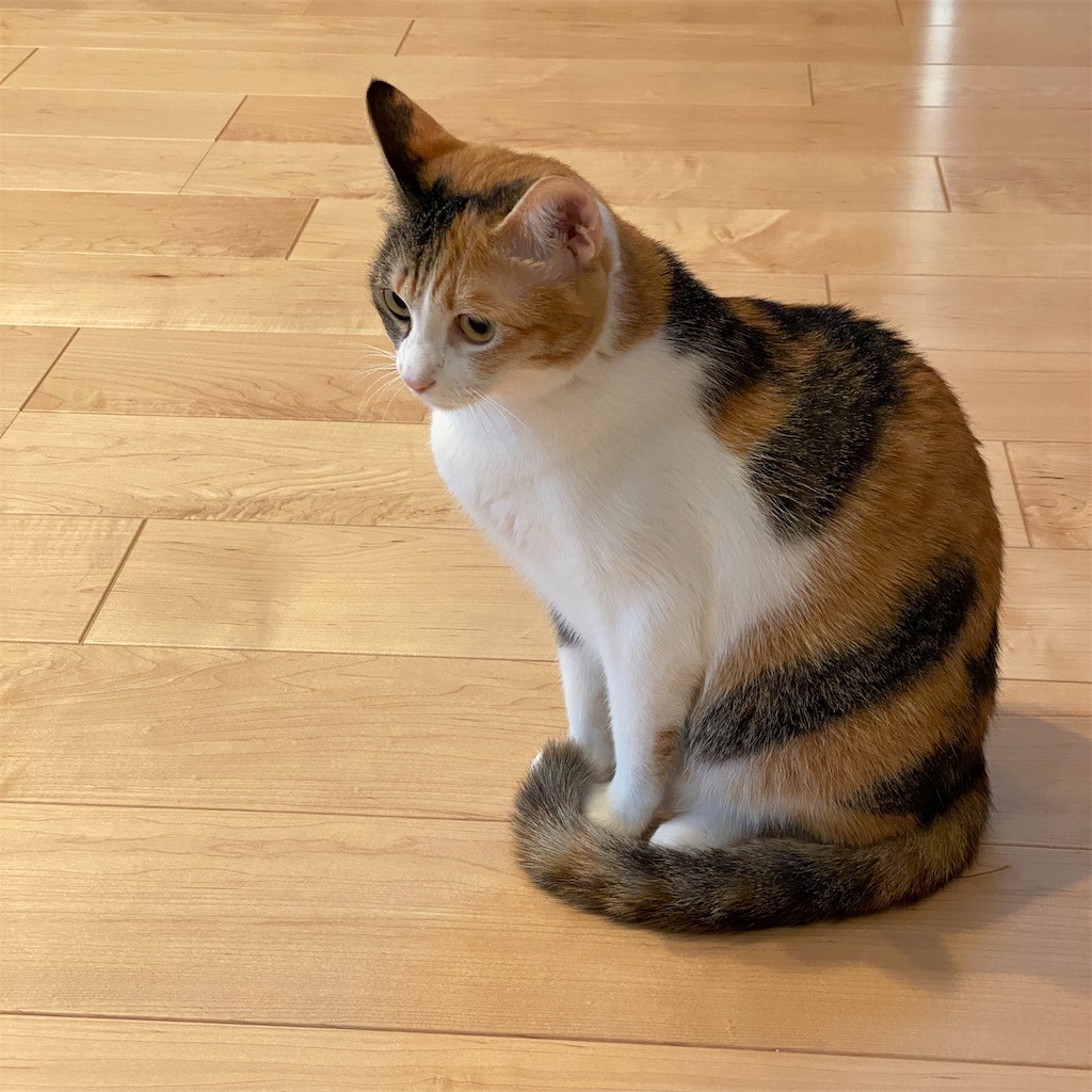 f:id:tetsu-san:20211031204651j:image