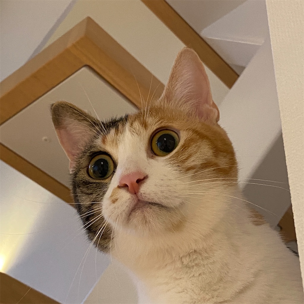 f:id:tetsu-san:20211211215006j:image