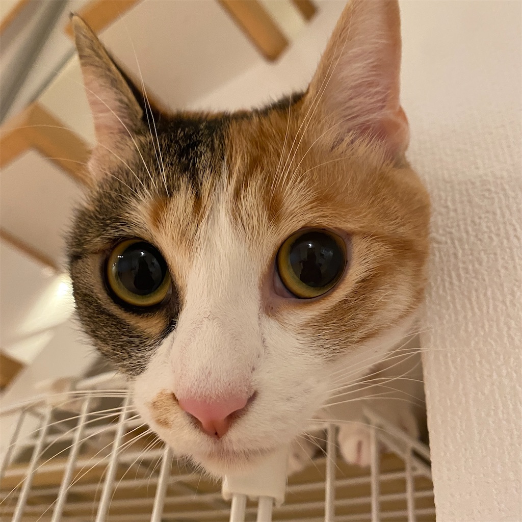 f:id:tetsu-san:20220204105520j:image f:id:tetsu-san:20220204105520j:image
