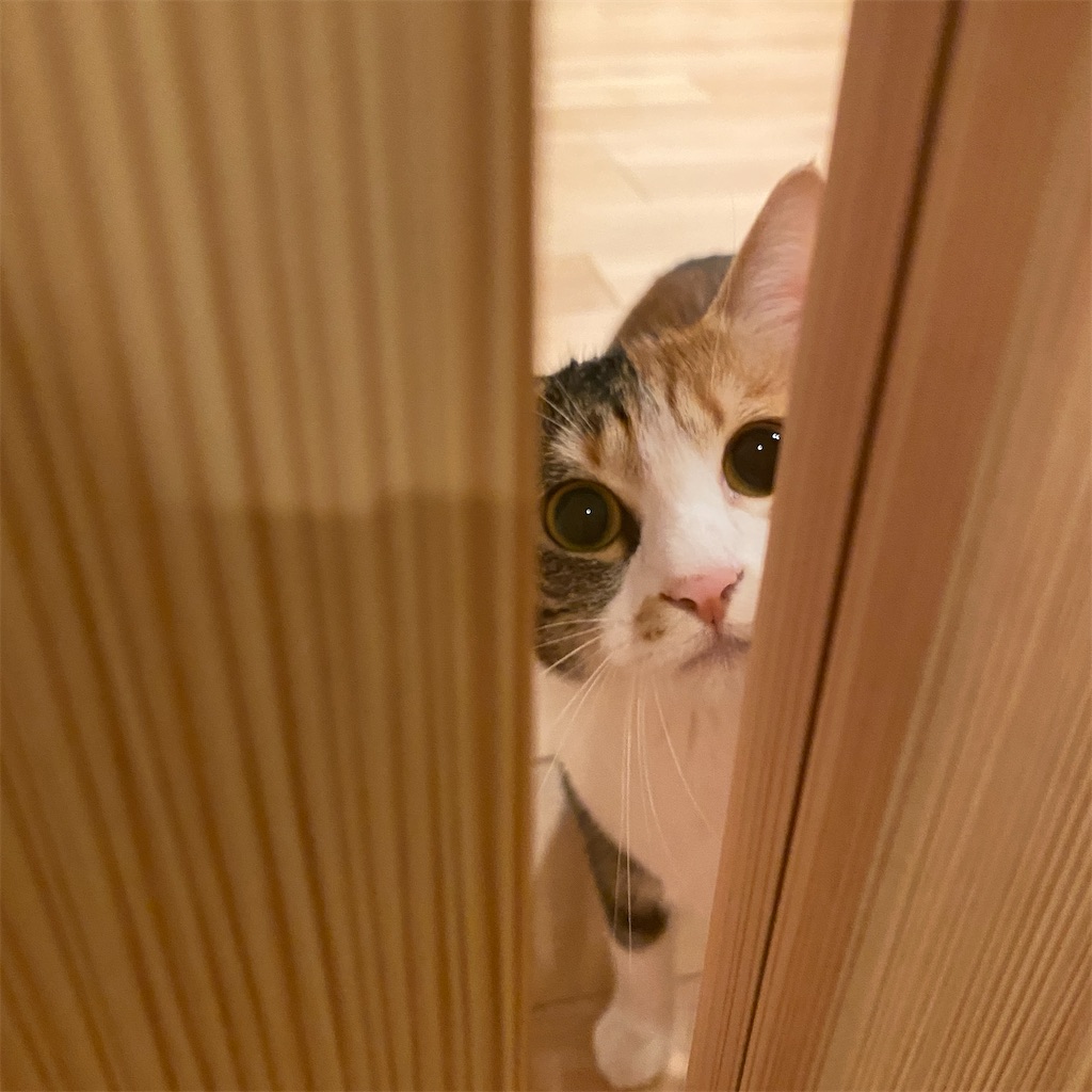 f:id:tetsu-san:20220416210600j:image f:id:tetsu-san:20220416210600j:image