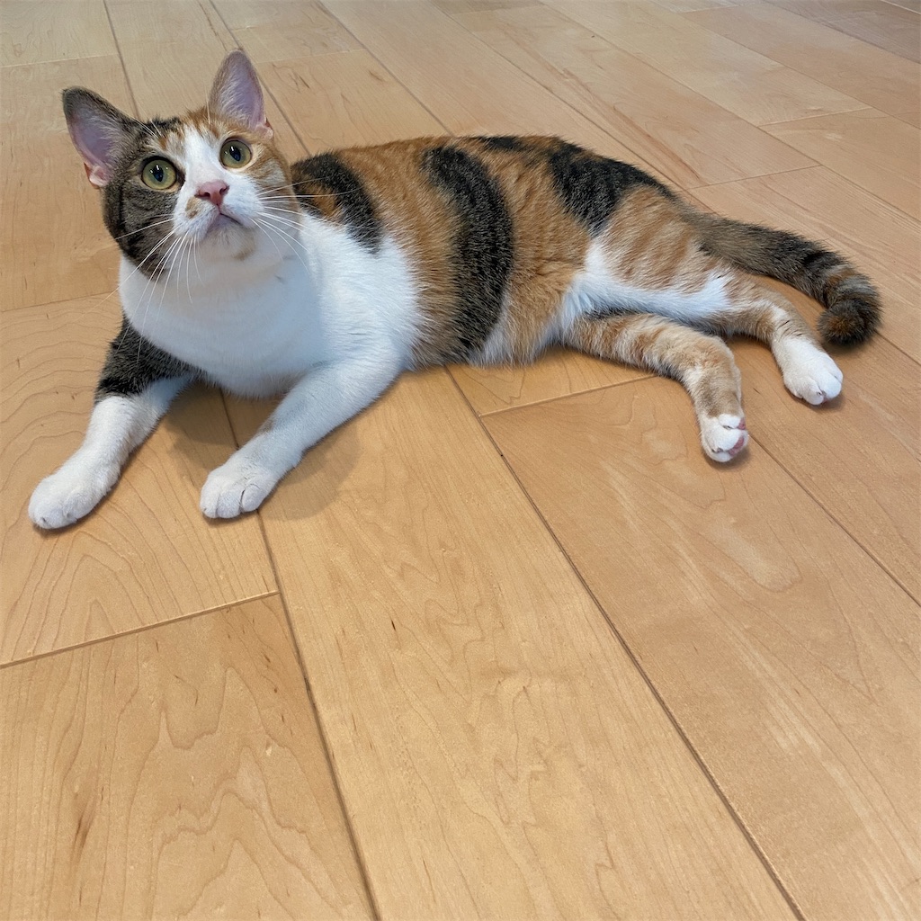 f:id:tetsu-san:20220717154120j:image f:id:tetsu-san:20220717154120j:image