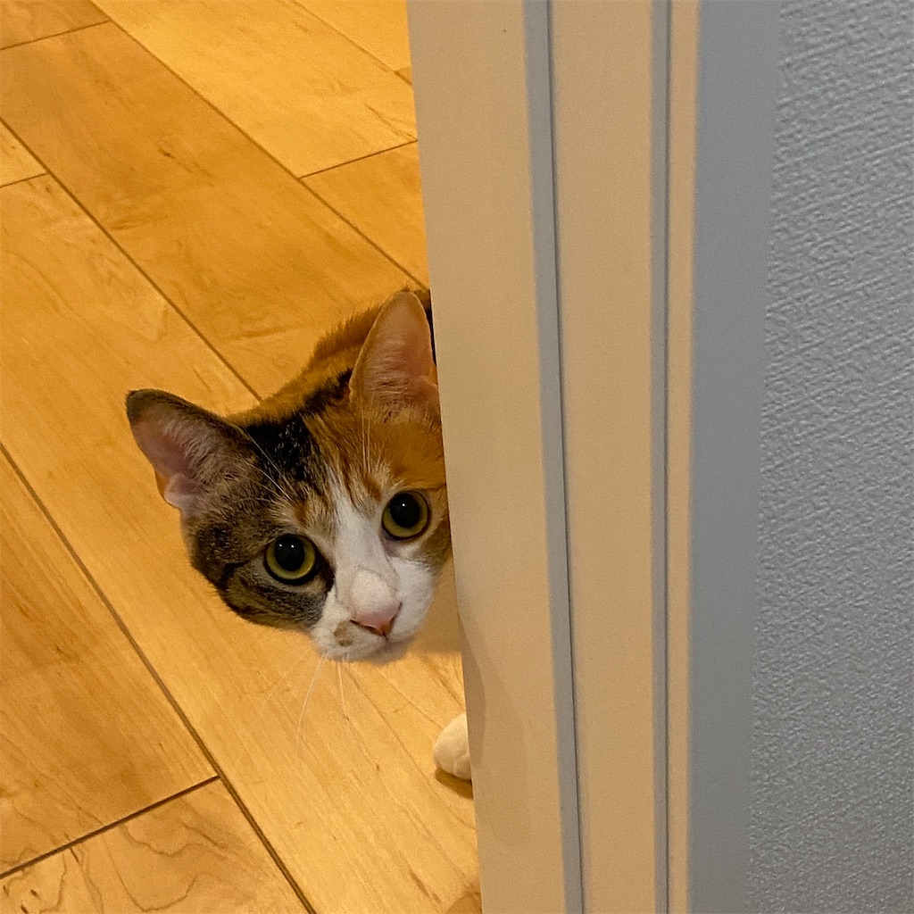 f:id:tetsu-san:20230218134807j:image f:id:tetsu-san:20230218134807j:image