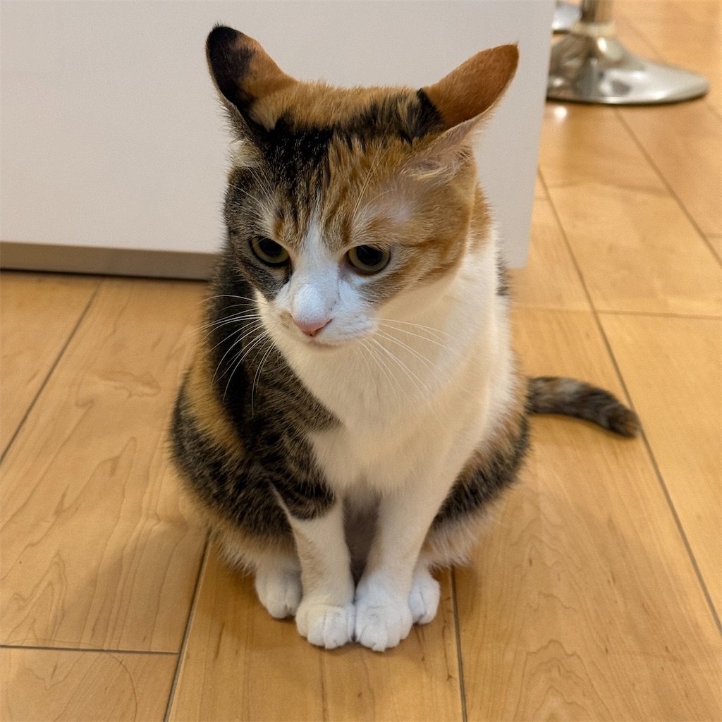f:id:tetsu-san:20241202123151j:image
