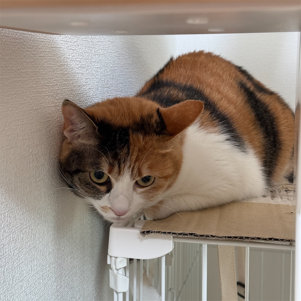 f:id:tetsu-san:20241230125800j:image f:id:tetsu-san:20241230125800j:image