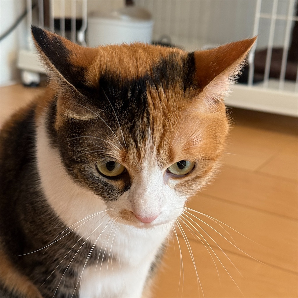 f:id:tetsu-san:20250821154225j:image f:id:tetsu-san:20250821154225j:image