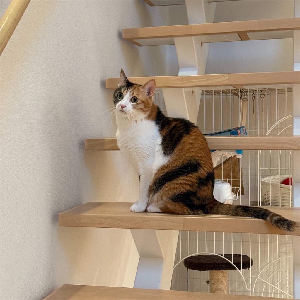 f:id:tetsu-san:20251118180900j:image