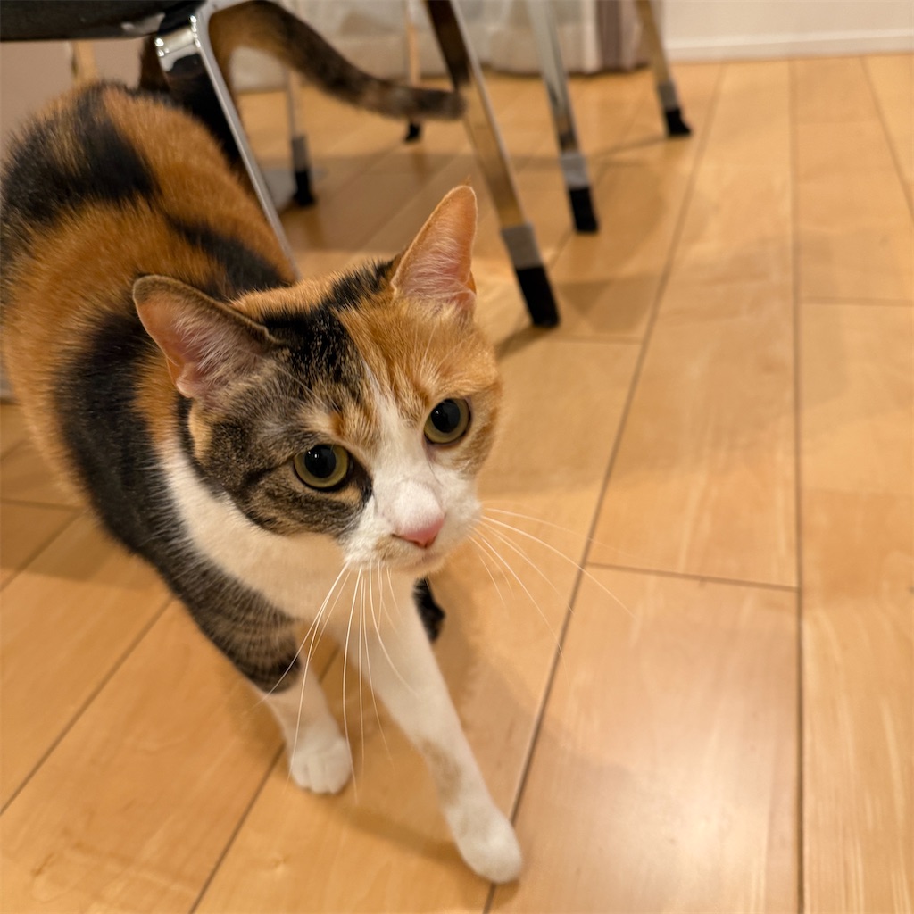 f:id:tetsu-san:20260307213247j:image