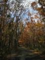 [岡山][紅葉][風景]恩原の山奥の並木道。