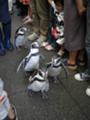 [兵庫][おでかけ][水族館][ペンギン]城崎マリンワールド　ペンギンの散歩