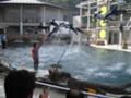 [兵庫][おでかけ][水族館]城崎マリンワールド イルカショー