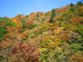 [鳥取][紅葉][風景]鳥取 芦津渓谷奥の紅葉