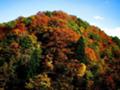 [鳥取][紅葉]辰巳峠の紅葉