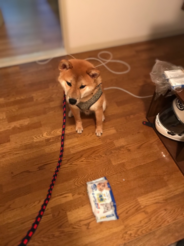 柴犬のあるある 柴犬の新太郎