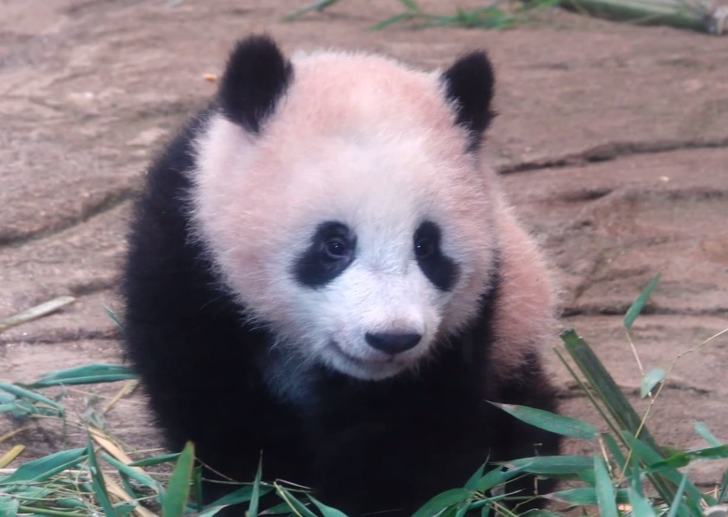 f:id:tetsupom:20181009214819j:plain