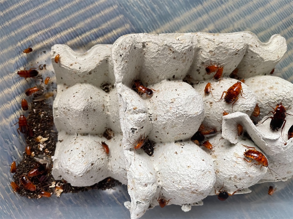 f:id:tetsuro5711:20230708164542j:image f:id:tetsuro5711:20230708164542j:image