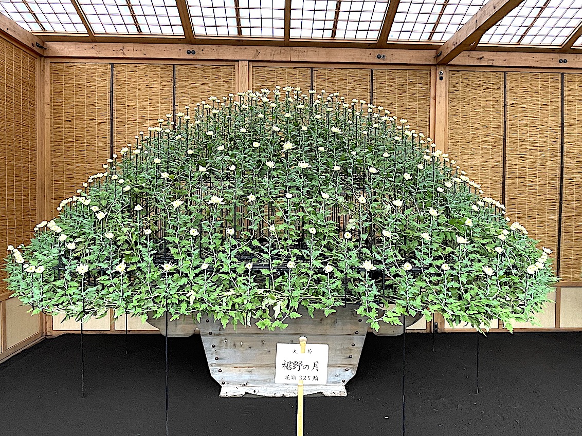街巡り 菊花壇祭 - tetsuro-adachi’s blog