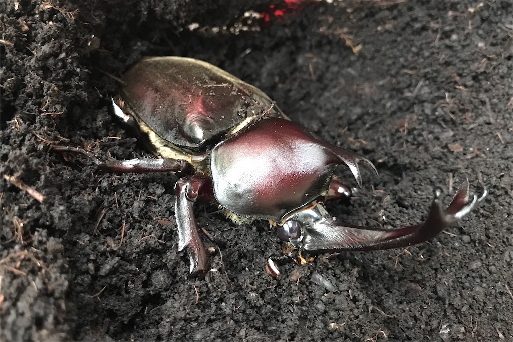 素人でも成功したカブトムシ卵から成虫への育成方法をご紹介 都立中高一貫校のはてなブログ 素人でも成功したカブトムシ卵から成虫への育成方法をご紹介 都立中高一貫校のはてなブログ