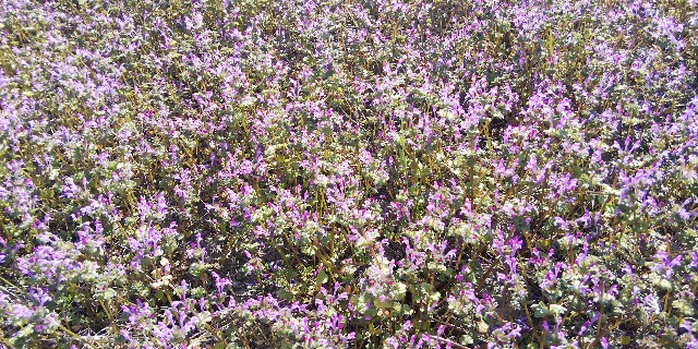 f:id:tetsuuma:20190324154607j:image