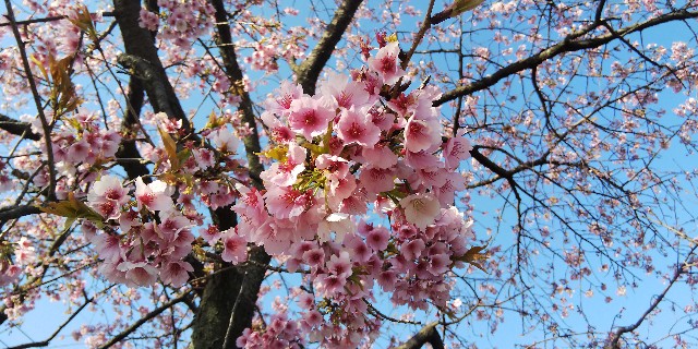 f:id:tetsuuma:20190324155218j:image