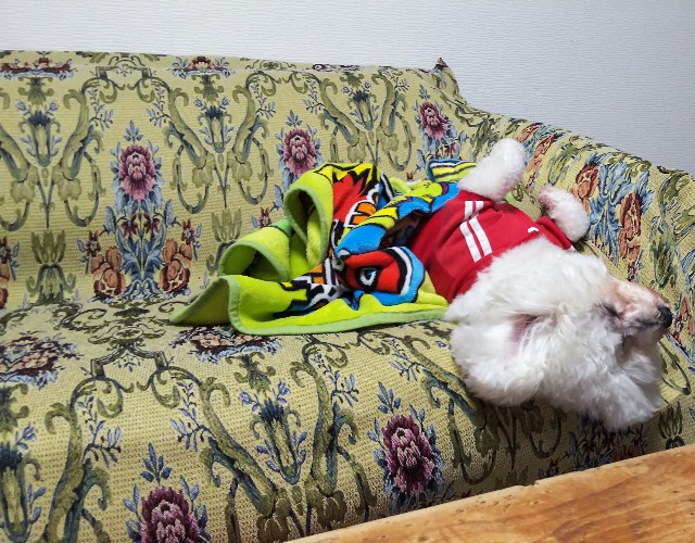 f:id:tetsuuma:20190328015541j:image