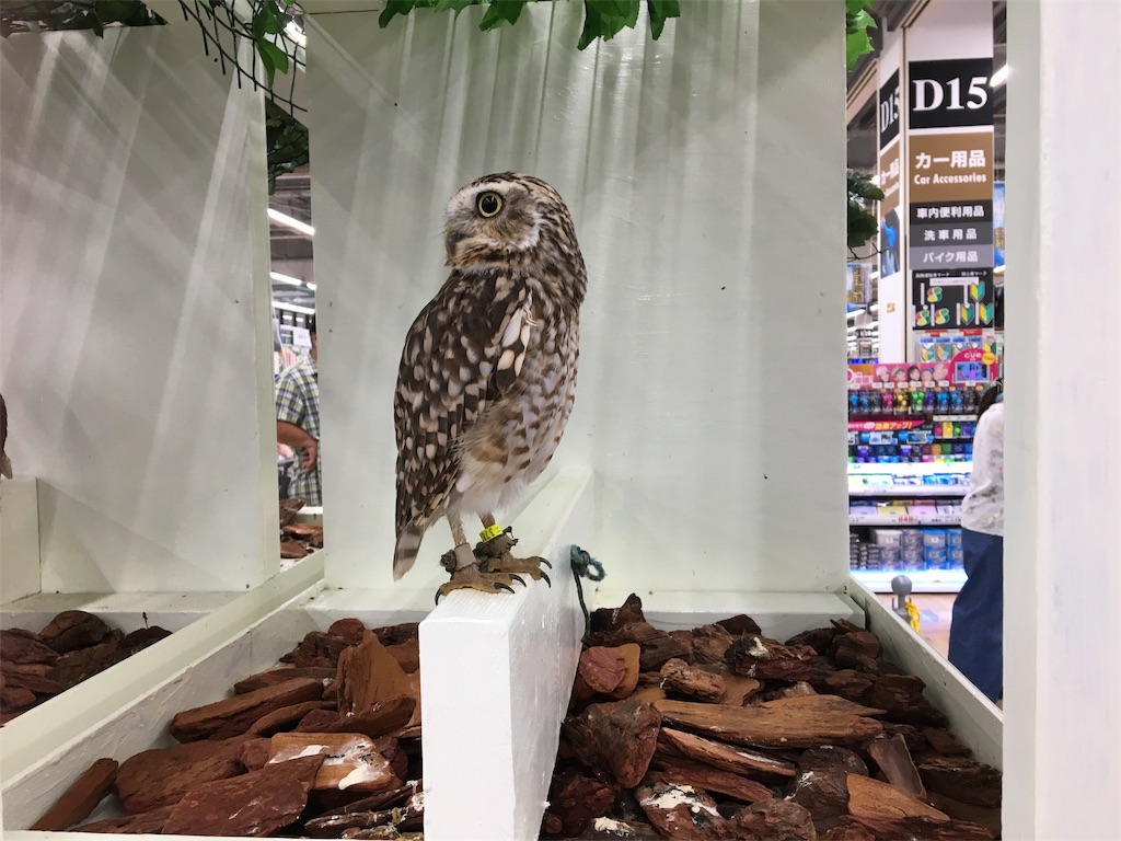 f:id:tetsuuma:20190818113609j:image f:id:tetsuuma:20190818113609j:image