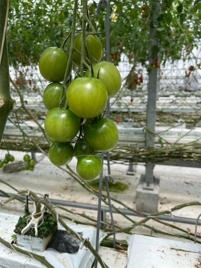 f:id:tetsuuma:20220612175500j:image