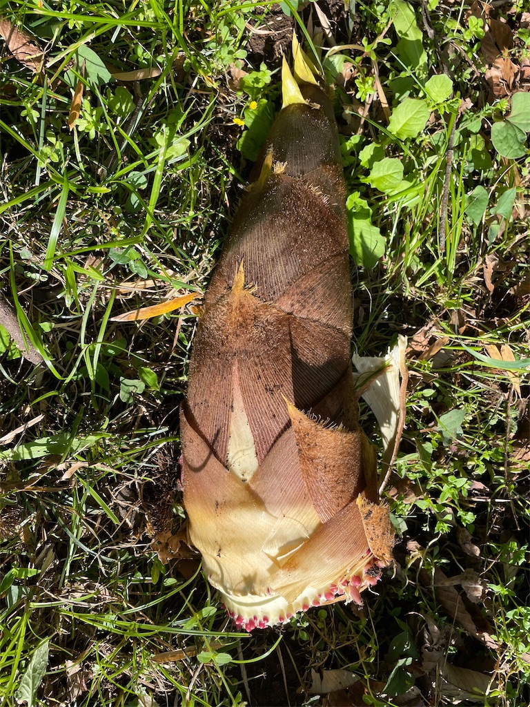 f:id:tetsuuma:20230409073501j:image f:id:tetsuuma:20230409073501j:image