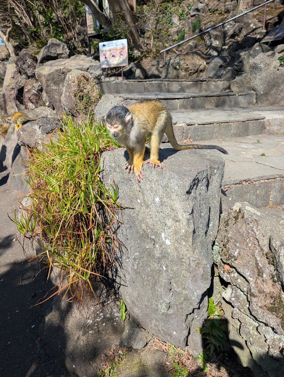 f:id:tetsuuma:20260322205400j:image