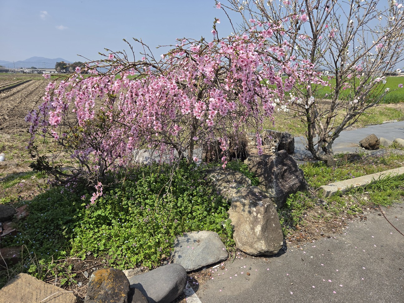 f:id:tetsuuma:20260414201908j:image