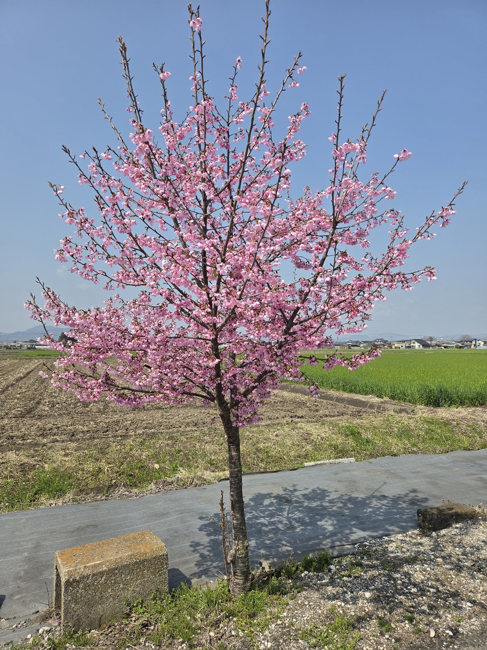 f:id:tetsuuma:20260414201909j:image