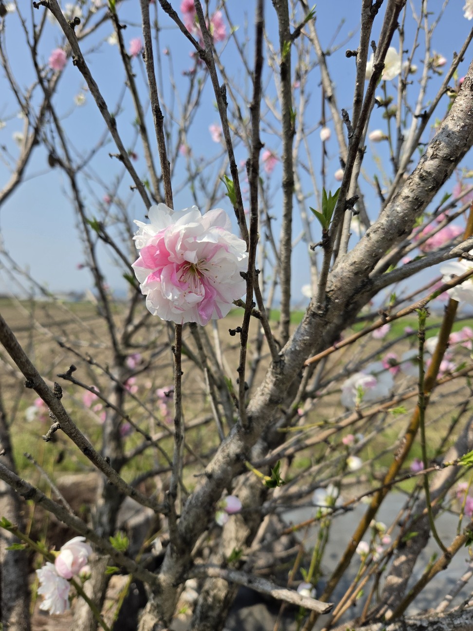 f:id:tetsuuma:20260414201911j:image